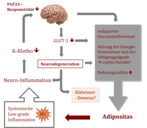Grafik mit Gehirn und Pfeilen sowie Textblock zur Entstehung von Adipositas